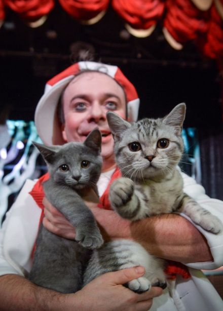 Дмитрий Куклачёв. Котобум, Ковров