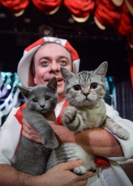 Дмитрий Куклачёв. Котобум, Муром