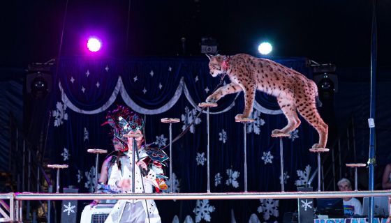 Цирк-шапито на льду, Ковров