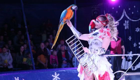 Цирк-шапито на льду, Ковров