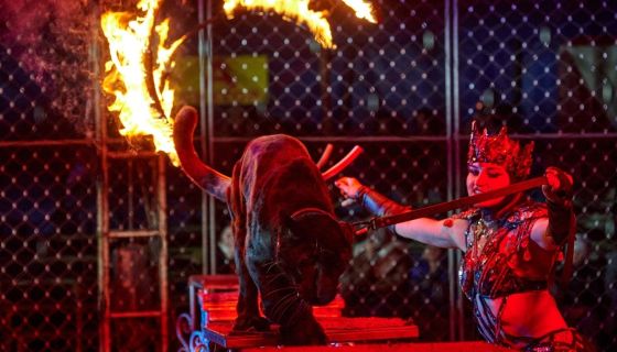 Цирк-шапито «Circusland». Шоу «Хищник и принцесса цирка», Ковров